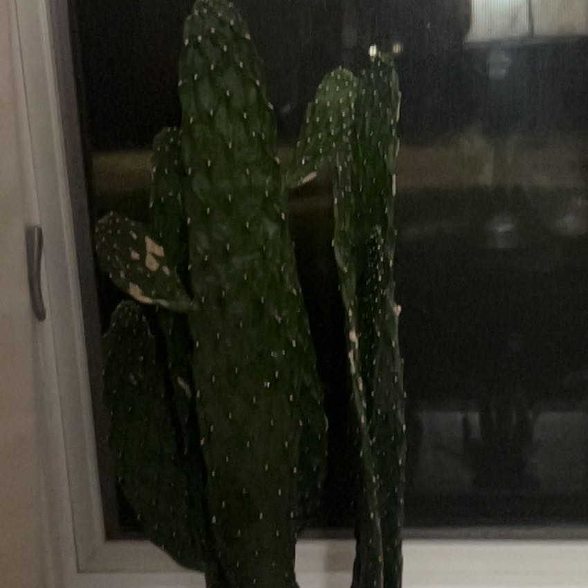 Photo of the plant species Cowboy Cactus by @PoetMazeplant18 named LiloStitch on Greg, the plant care app