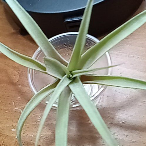 Photo of the plant species Tillandsia velutina by @WiredKaro14 named James Dean on Greg, the plant care app