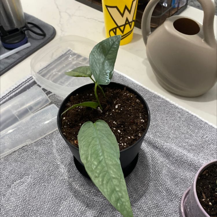 Cebu Blue Pothos plant in a black pot on a table with healthy green leaves.