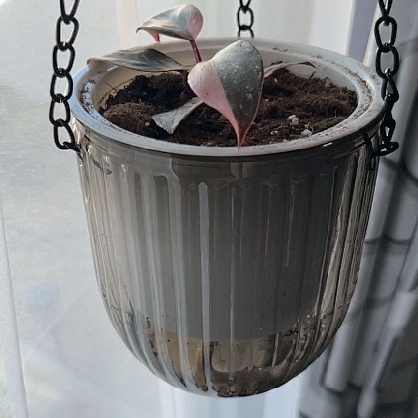 Photo of the plant species Black Cherry Philondendron by Katherine named Sherlock on Greg, the plant care app