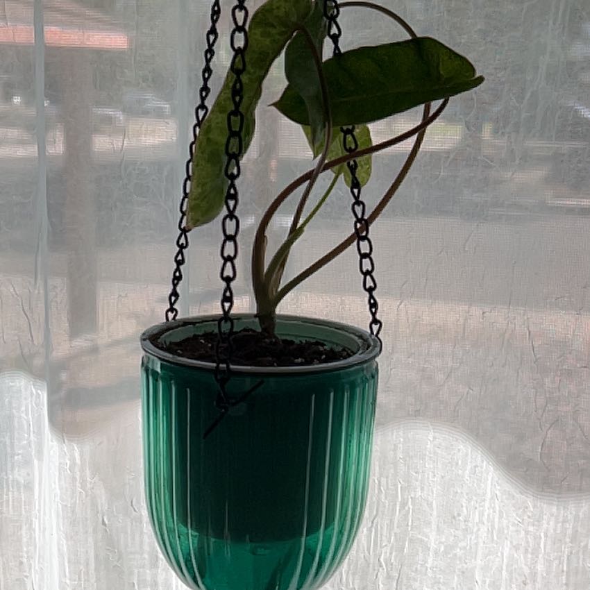 Photo of the plant species Paraiso Verde Philodendron by Katherine named Sahara on Greg, the plant care app