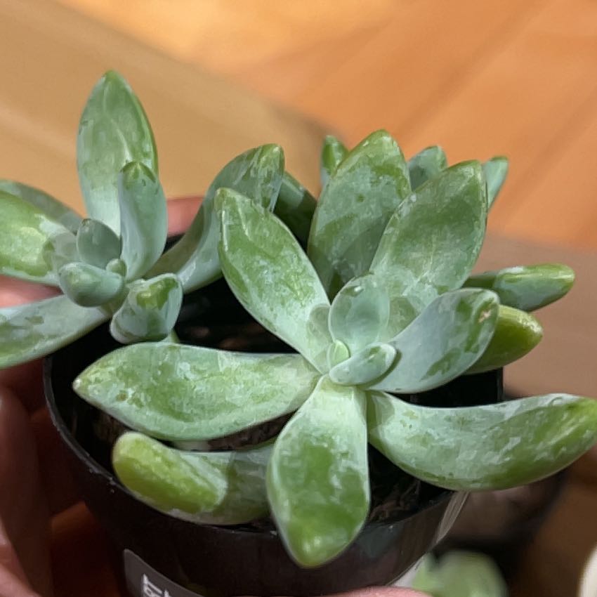 Photo of the plant species Succulent by @YoungPuriri46 named Fernie Mercury on Greg, the plant care app