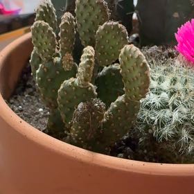 Photo of the plant species optunia cactus by @ProudBarley80 named bitch on Greg, the plant care app