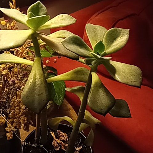 Photo of the plant species Graptoveria 'Jacaranda' by @AbleBogbean38 named Aristotle on Greg, the plant care app