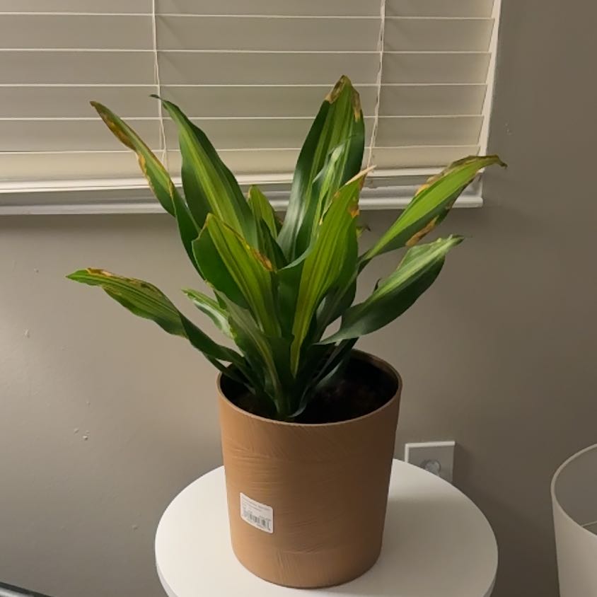 Photo of the plant species Dracerna Golden heart by @Haley.baby named Winston on Greg, the plant care app