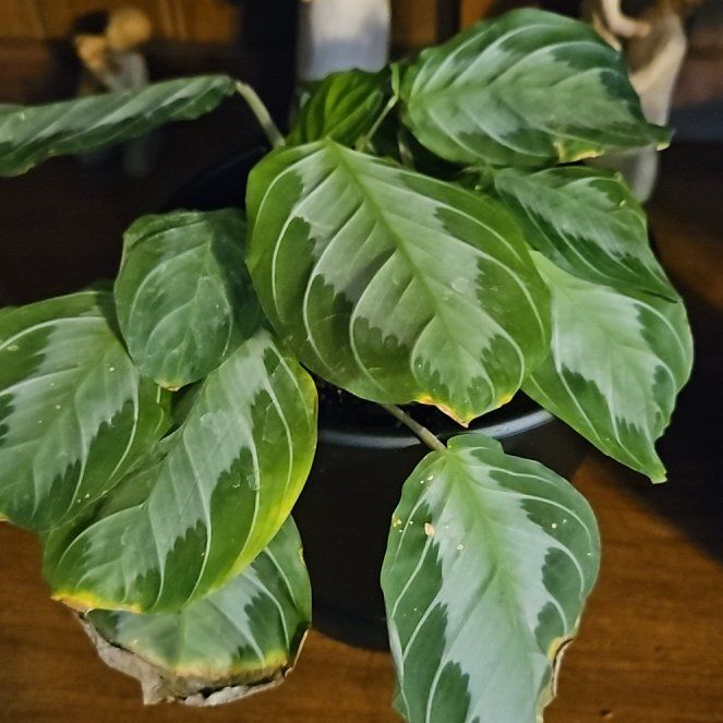 Photo of the plant species Network Prayer Plant by @ManyDeerfern25 named Harper on Greg, the plant care app