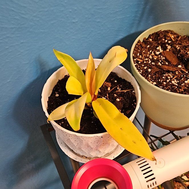 Spike Leaves