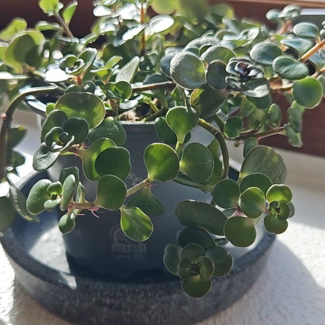Photo of the plant species Japanese stonecrop by @LimberApple named Ellie on Greg, the plant care app