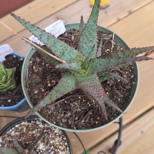 Photo of the plant species Aloe castilloniae 'Blue’ by @BrainyChervil63 named Khaleesi on Greg, the plant care app
