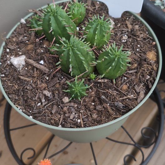 Photo of the plant species Euphorbia Aggregata by @BrainyChervil63 named Luna on Greg, the plant care app