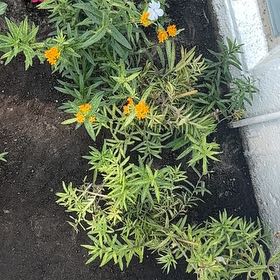 Photo of the plant species butterfly weed by @GiddySandwort55 named Lillie on Greg, the plant care app