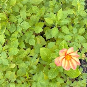 Photo of the plant species Red Dahlia by @HotNutgrass79 named Zeus on Greg, the plant care app