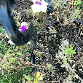 Photo of the plant species Broad-Leaved Sweet Pea by @HotNutgrass79 named Wall-E on Greg, the plant care app