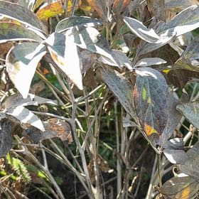 Photo of the plant species Swamp Azalea by @HotNutgrass79 named Remington on Greg, the plant care app