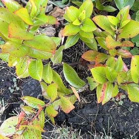 Photo of the plant species Cyprus Turpentine by @HotNutgrass79 named Austen on Greg, the plant care app