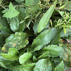 Photo of the plant species Annual Fleabane by @HotNutgrass79 named Emerson on Greg, the plant care app