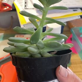 Photo of the plant species Pachyveria 'Claire' by @ZestPothos40 named Bruce Lee on Greg, the plant care app