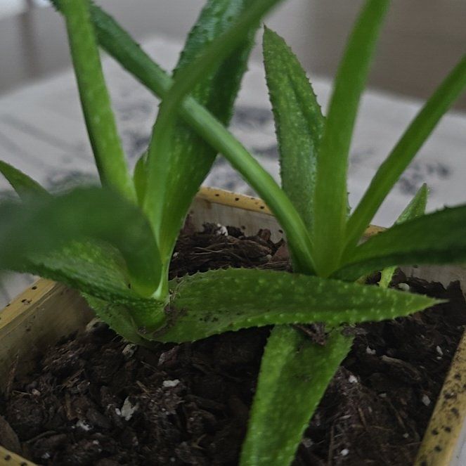 Photo of the plant species Copper Glow by @ProNeslia58 named Madonna on Greg, the plant care app