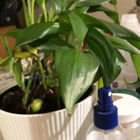 Photo of the plant species dumb canes by @PureRedfir71 named Muhammad Ali on Greg, the plant care app