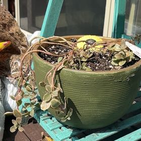 Photo of the plant species Sedum Sunsparkler 'WildFire' by @YokeBushpoppy23 named Naomi on Greg, the plant care app