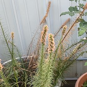 Photo of the plant species Liatris Spicata by @HeroicRedsky22 named Marley on Greg, the plant care app