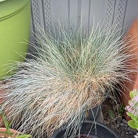Photo of the plant species Big Muhly by @HeroicRedsky22 named Emerson on Greg, the plant care app