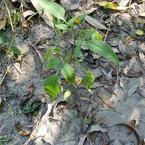 Photo of the plant species Devil's Beggartick by @JewelledTaro2 named Fernie Saunders on Greg, the plant care app