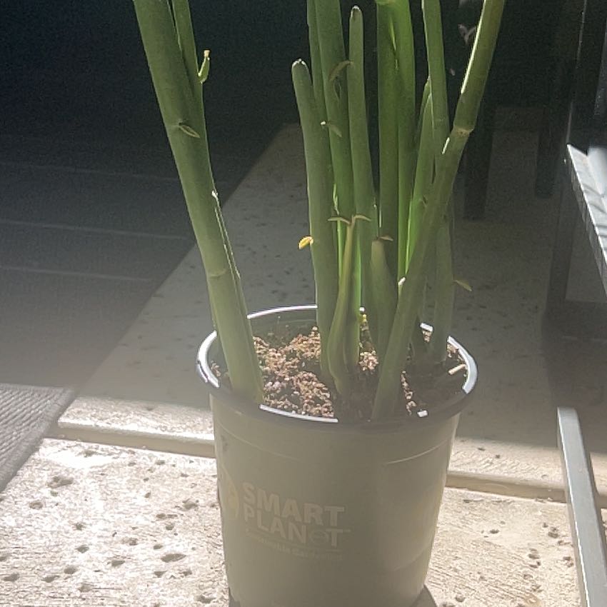 Photo of the plant species Tall Slipper Plant by @ChosenGinseng18 named Kesha on Greg, the plant care app