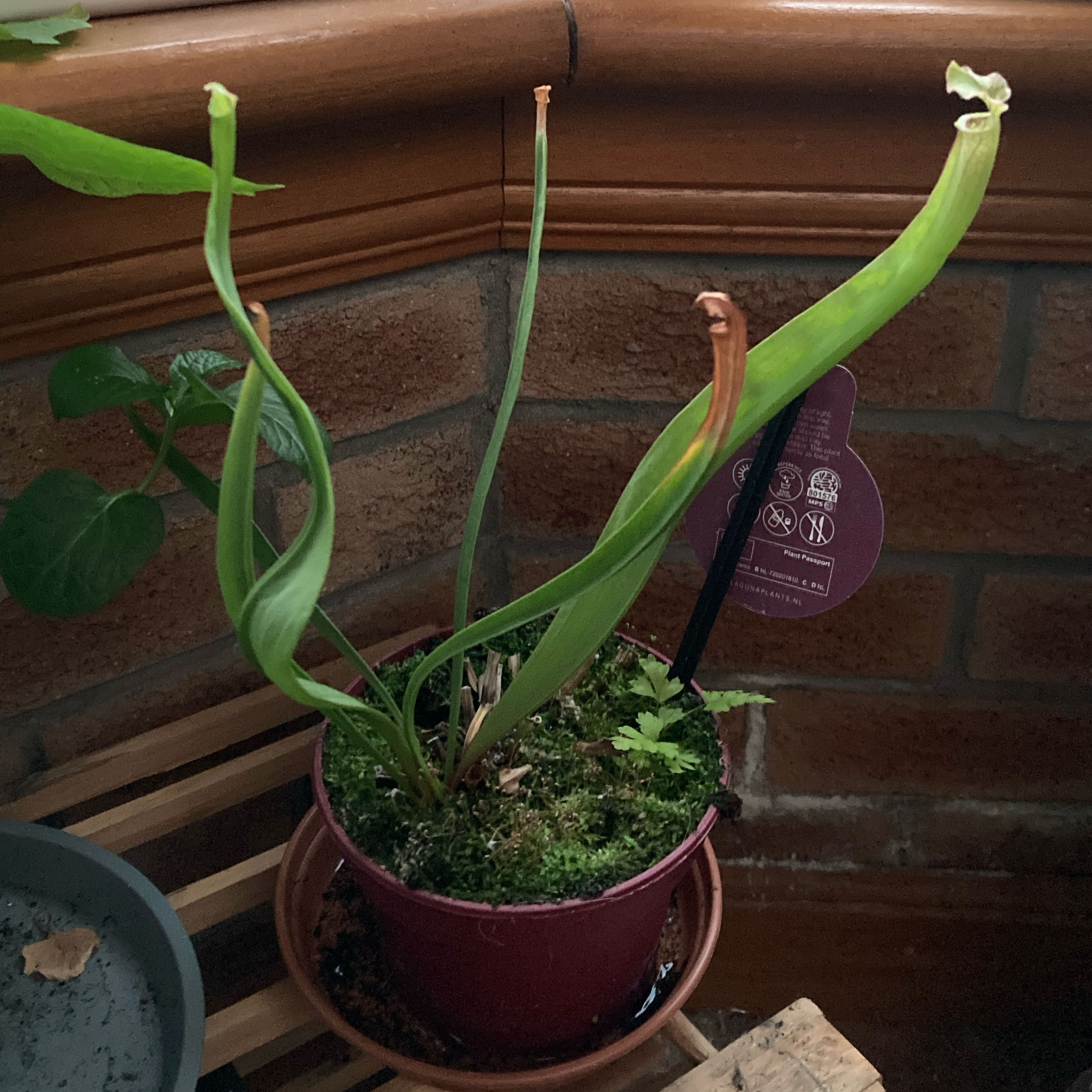 Photo of the plant species Trumpet Pitcher by @KindPigfern82 named Morgan Treeman on Greg, the plant care app