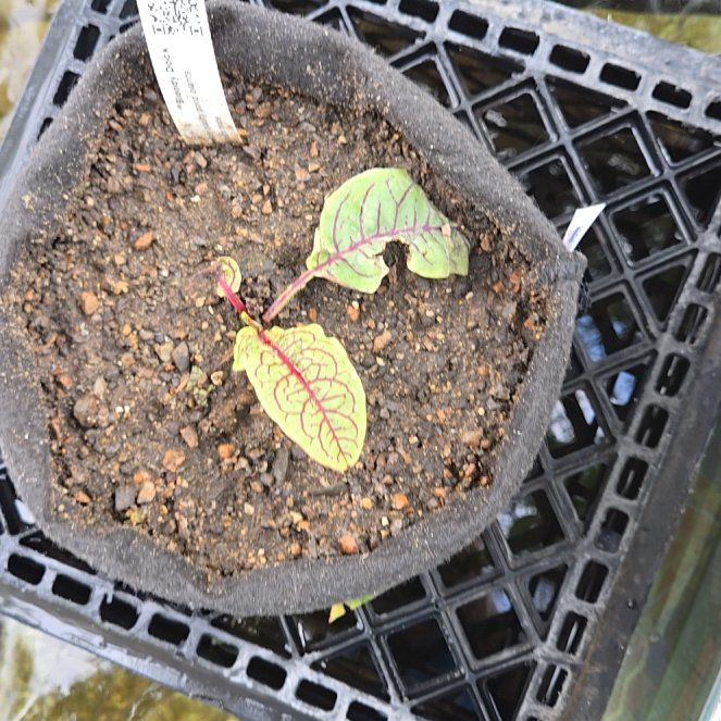 Photo of the plant species Redvein Dock by @FunJicaro11 named Sonora on Greg, the plant care app