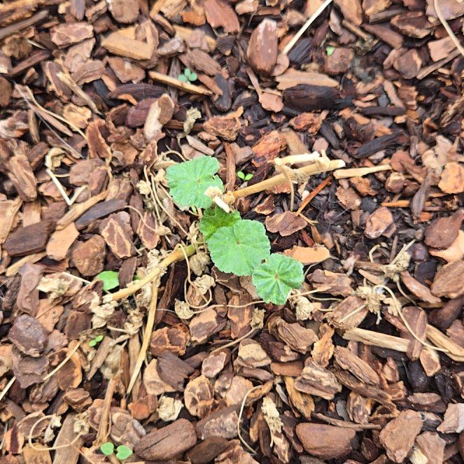 Photo of the plant species Common Mallow by @FunJicaro11 named Navajo on Greg, the plant care app