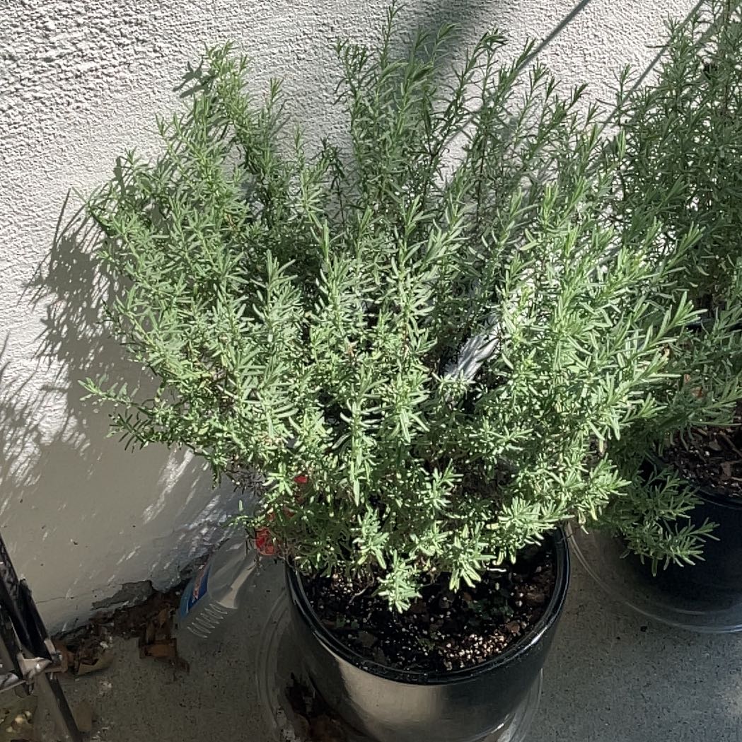 Photo of the plant species Lavandula Pedunculata by @PrimoCashew13 named Gobi on Greg, the plant care app