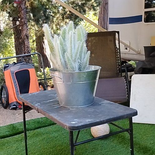 Photo of the plant species Opuntia by @WeightyMelon0 named Marley on Greg, the plant care app