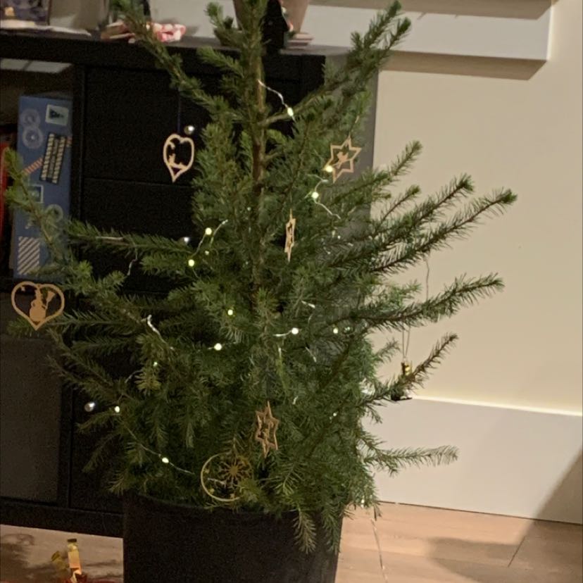 Photo of the plant species Siberian Spruce by Zoey named Claud on Greg, the plant care app