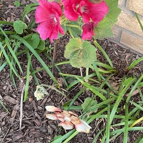 Photo of the plant species Hollyhock by @UnspoiltHoya85 named Doja Cat on Greg, the plant care app