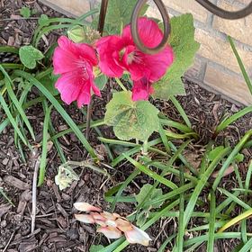 Photo of the plant species Hollyhock by @UnspoiltHoya85 named Keanu Leaves on Greg, the plant care app