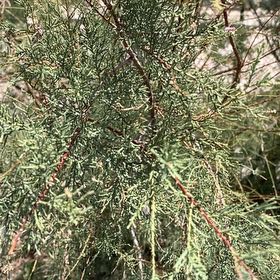 Photo of the plant species Five-Stamen Tamarisk by @UnspoiltHoya85 named Kylie on Greg, the plant care app