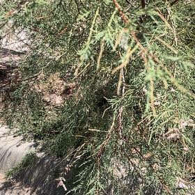 Photo of the plant species Five-Stamen Tamarisk by @UnspoiltHoya85 named Michelle Branch on Greg, the plant care app
