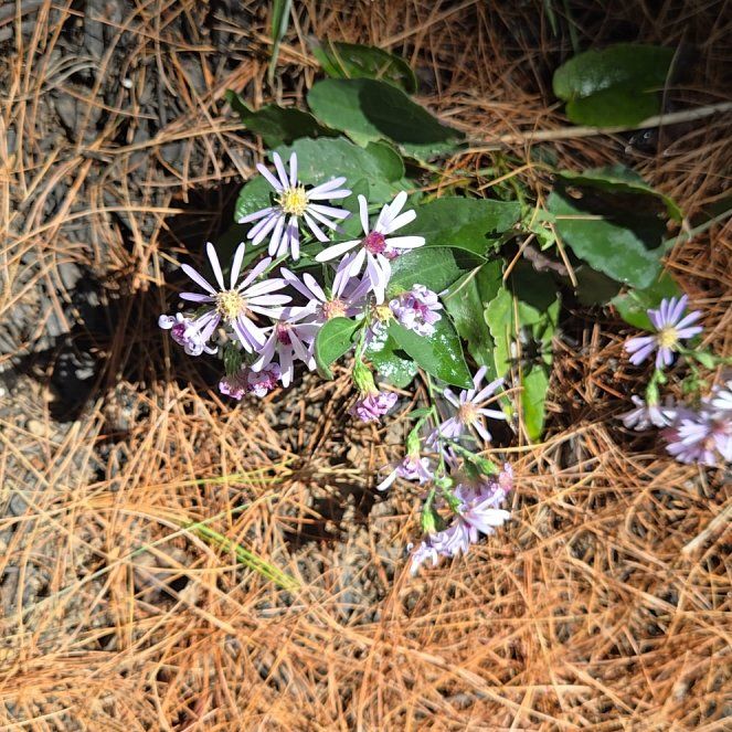 Photo of the plant species Michaelmas Daisy by @BeatificPeony47 named Curie on Greg, the plant care app