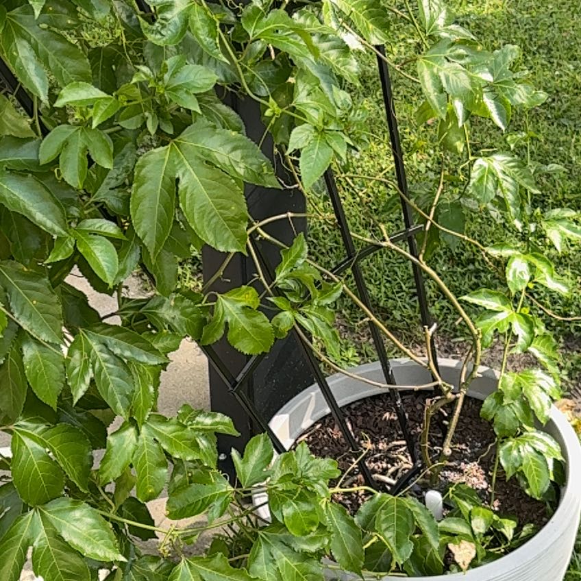 Photo of the plant species Possum Purple Passionfruit by @EndearingHoya0 named Sir Plancelot on Greg, the plant care app