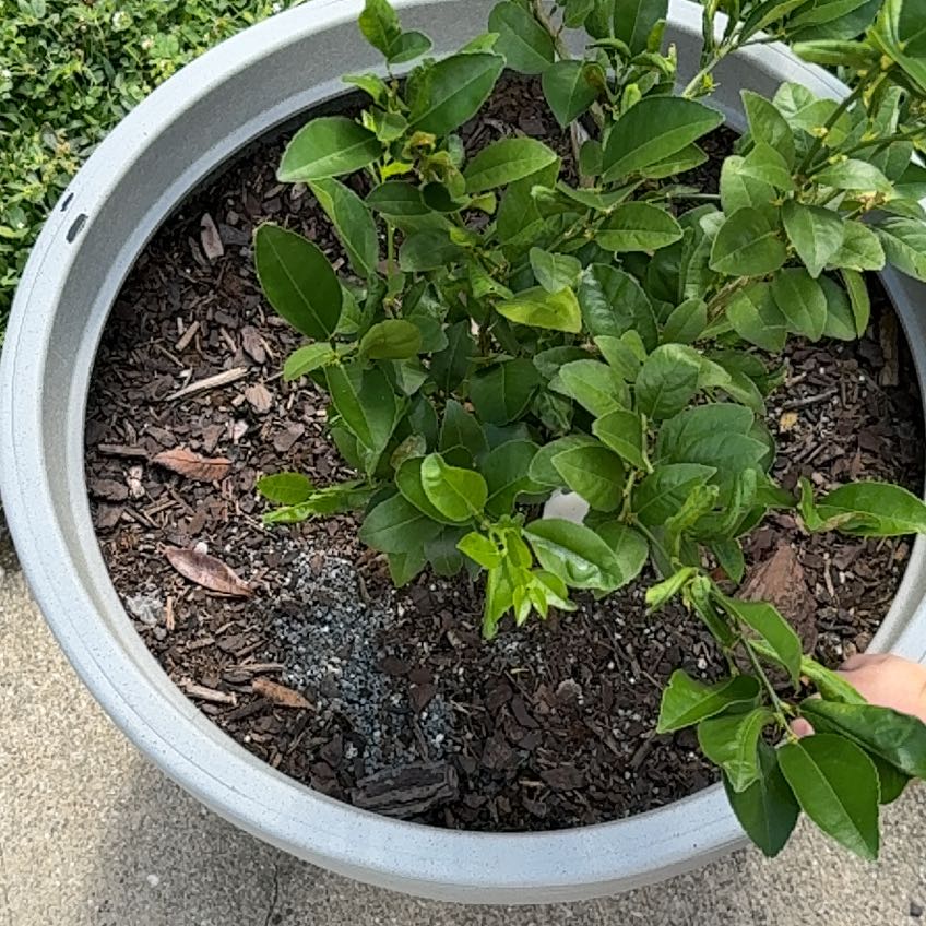 Photo of the plant species Persian Lime by @EndearingHoya0 named Lavender on Greg, the plant care app