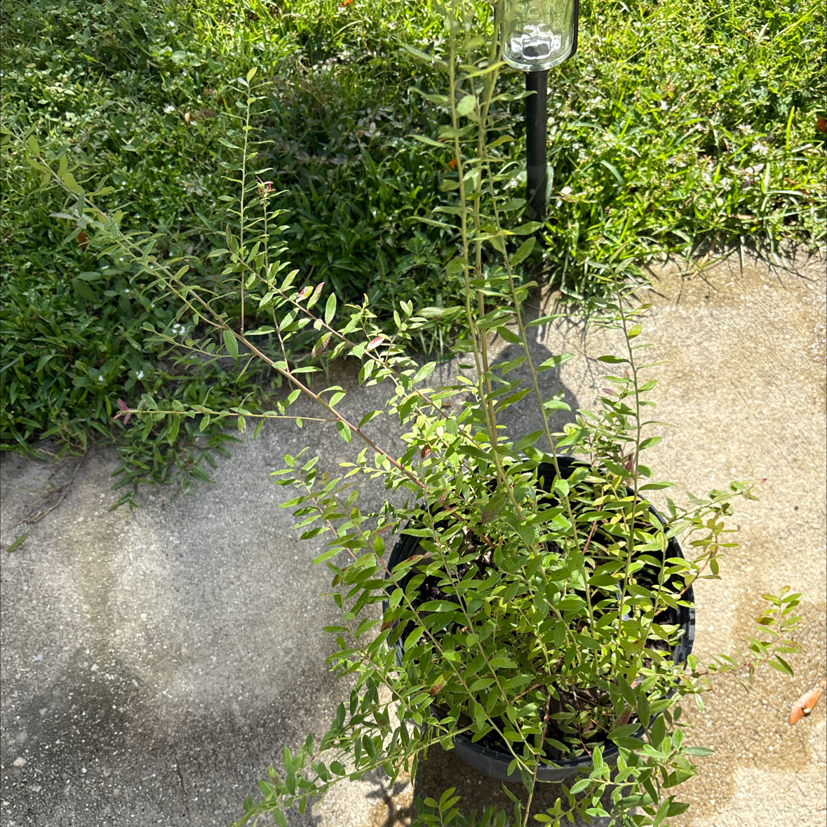 Photo of the plant species Darrow's Blueberry by @EndearingHoya0 named Delilah on Greg, the plant care app