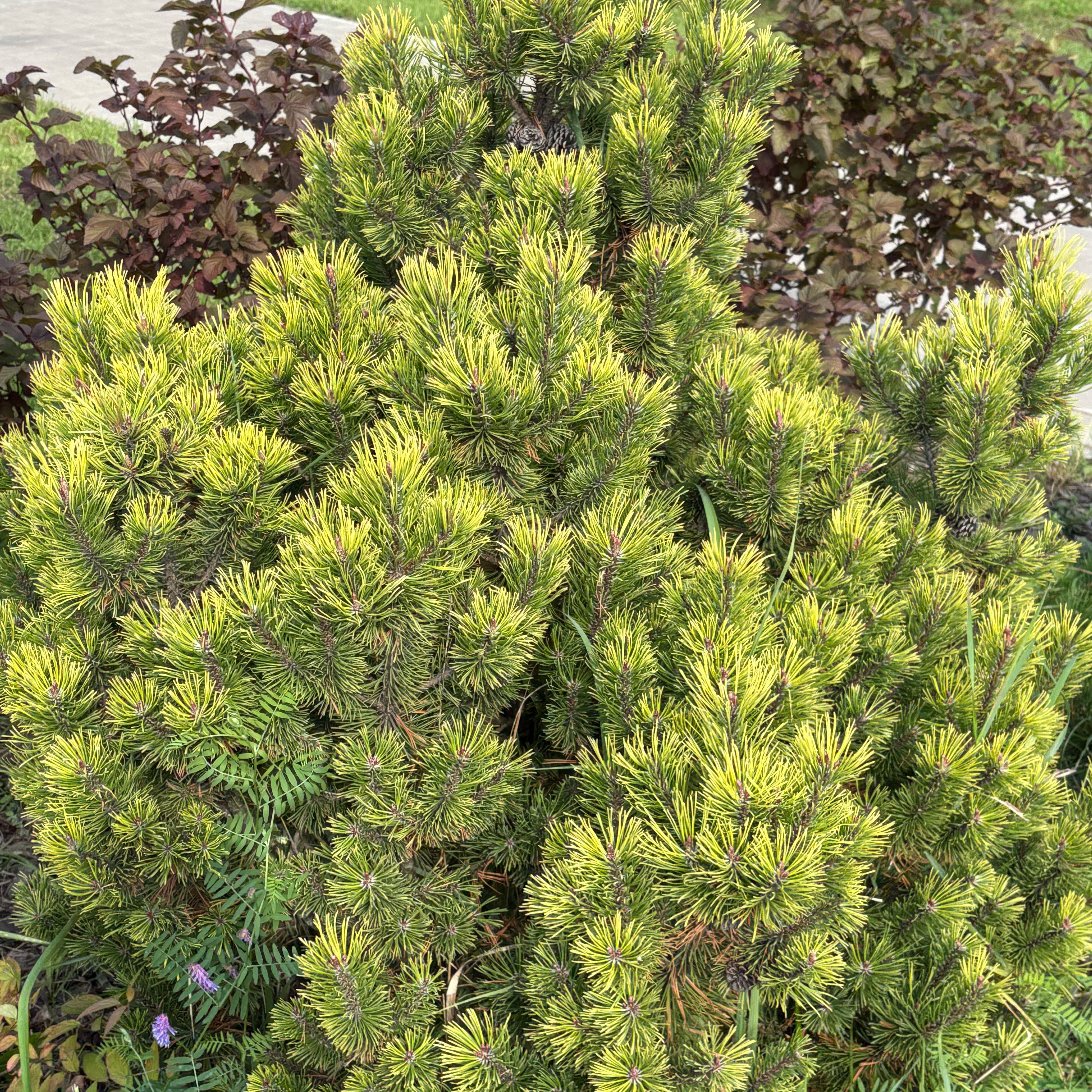 Photo of the plant species Dwarf Mountain Pine by @DollAster2 named Clooney on Greg, the plant care app