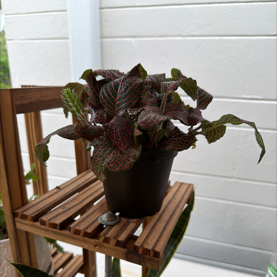 Photo of the plant species Red Anna Fittonia by @LitheMarimo97 named Apollo on Greg, the plant care app