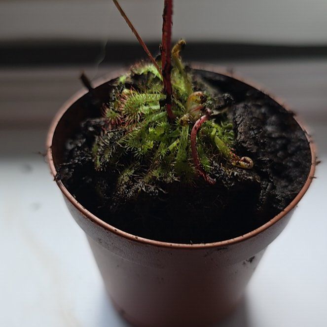 Photo of the plant species English Sundew by @LegitFirebush56 named Coco on Greg, the plant care app