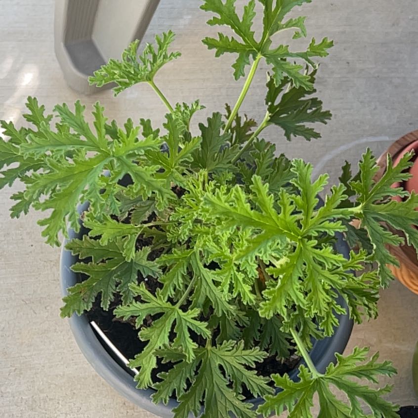 Photo of the plant species Citronella (anti-mosquito plant) by @VastYuzu73 named Nelly on Greg, the plant care app