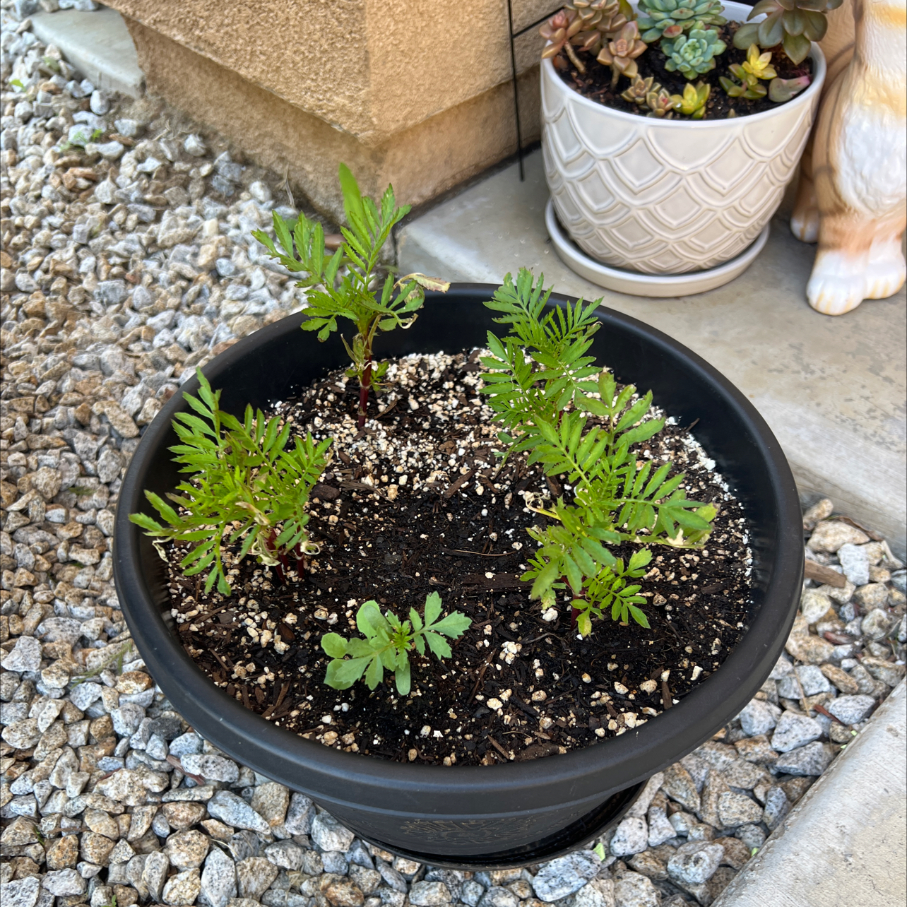 Photo of the plant species Marigold by @VastYuzu73 named Elena on Greg, the plant care app