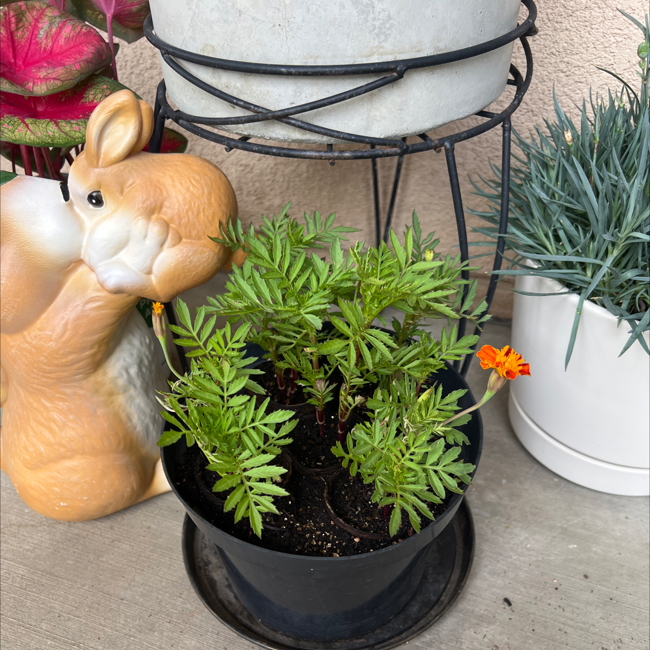 Photo of the plant species Marigold by @VastYuzu73 named Elena on Greg, the plant care app