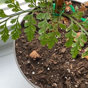 Photo of the plant species Davallia Fern by @GraciousFanpalm named Bigleef Smalls on Greg, the plant care app