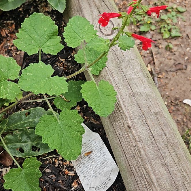 Photo of the plant species Blood Sage by @ElatedLuronium named Silvia on Greg, the plant care app